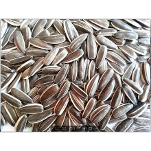 Big High Quality Sunflower Seeds Grade 5009